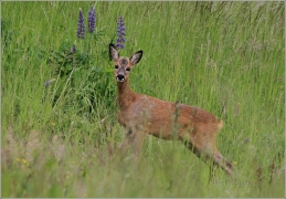 <p>SRNEC OBECNÝ (Capreolus capreolus) Šluknovsko - Království /European roe deer - Reh/</p>